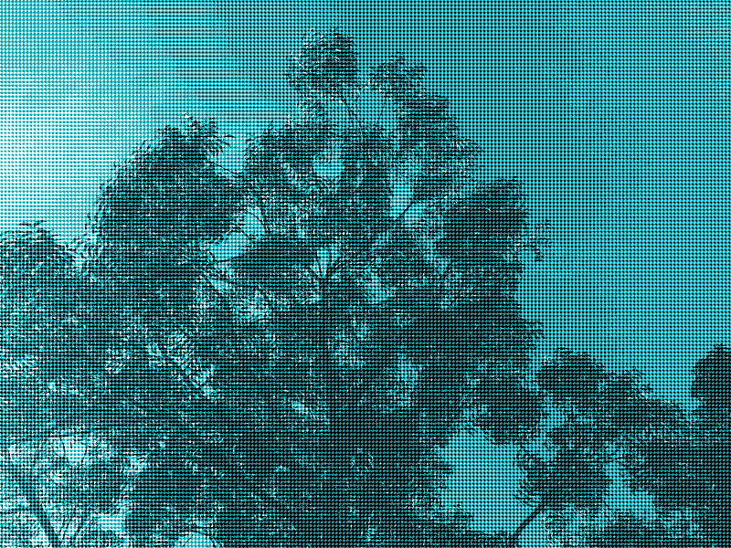 tree.jpg